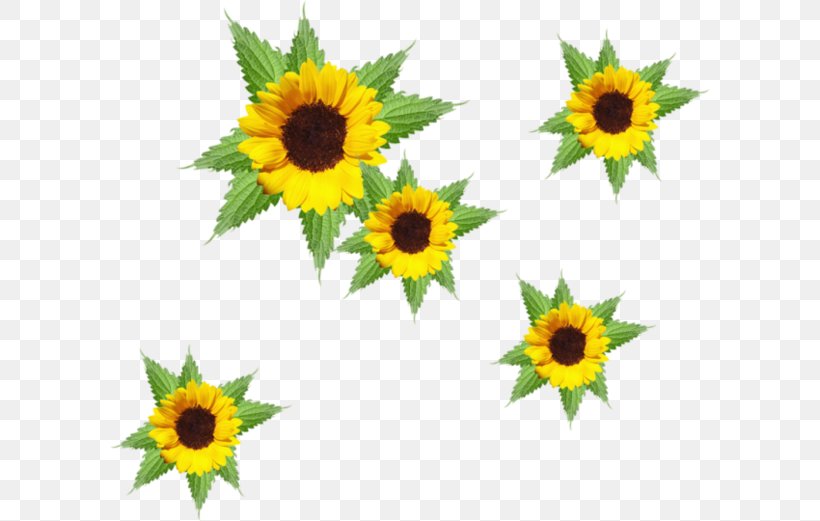 Common Sunflower Desktop Wallpaper Animation Clip Art, PNG, 600x521px, Common Sunflower, Animation, Daisy Family, Flower, Flowering Plant Download Free