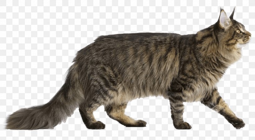 Maine Coon Norwegian Forest Cat Bengal Cat Persian Cat Kitten, PNG, 1456x801px, Maine Coon, American Bobtail, American Shorthair, American Wirehair, Asian Download Free