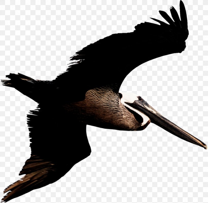 Brown Pelican Bird Photography Clip Art, PNG, 903x885px, Brown Pelican, Beak, Bird, Bird Of Prey, Blog Download Free
