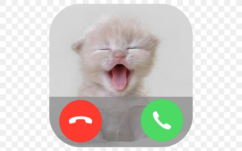 Cat Kitten Image Video Infant, PNG, 512x512px, Cat, Animaatio, Animal, Blingee, Carnivoran Download Free