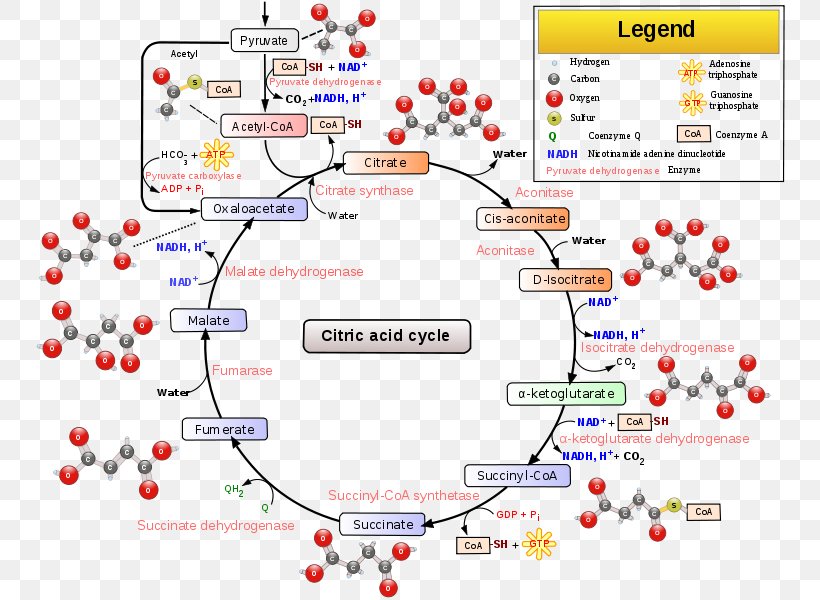 Citric Acid Cycle Tricarboxylic Acid Cellular Respiration Aconitic Acid, PNG, 754x600px, Citric Acid Cycle, Acid, Aconitic Acid, Area, Atp Synthase Download Free
