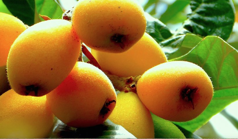 Juice Loquat Fruit Food Orange, PNG, 1366x800px, Juice, Alimento Saludable, Apple, Apricot, Dietary Fiber Download Free