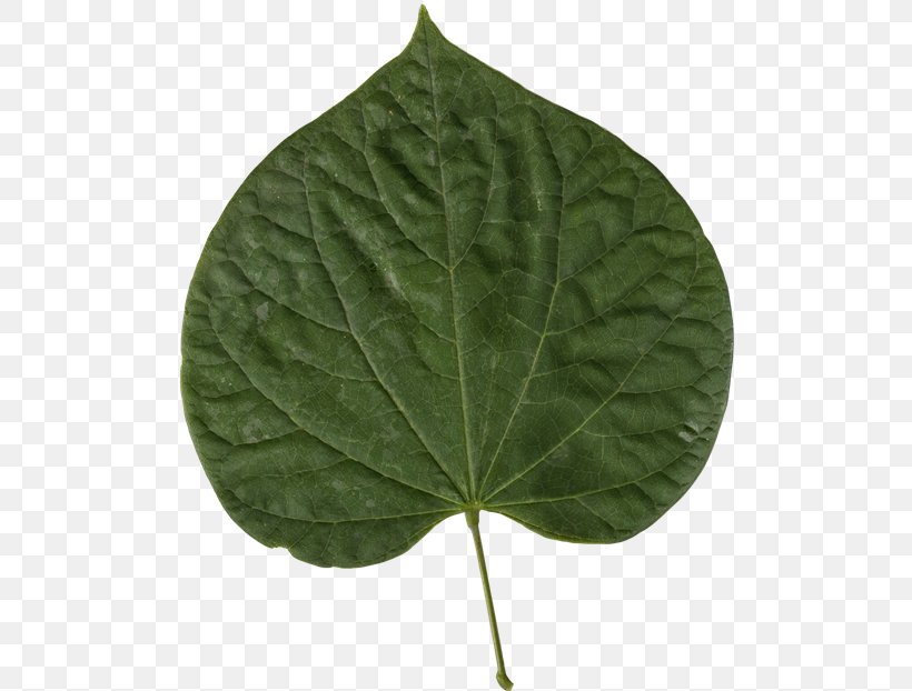 Leaf Eastern Redbud Judas-tree Chinese Redbud, PNG, 500x622px, Leaf, Bark, Bud, Deciduous, Eastern Redbud Download Free