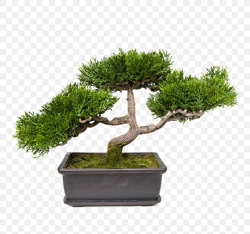 Succulent Plant Penjing Tree Bonsai, PNG, 768x768px, Plant, Bonsai, Evergreen, Fertilisers, Flowerpot Download Free