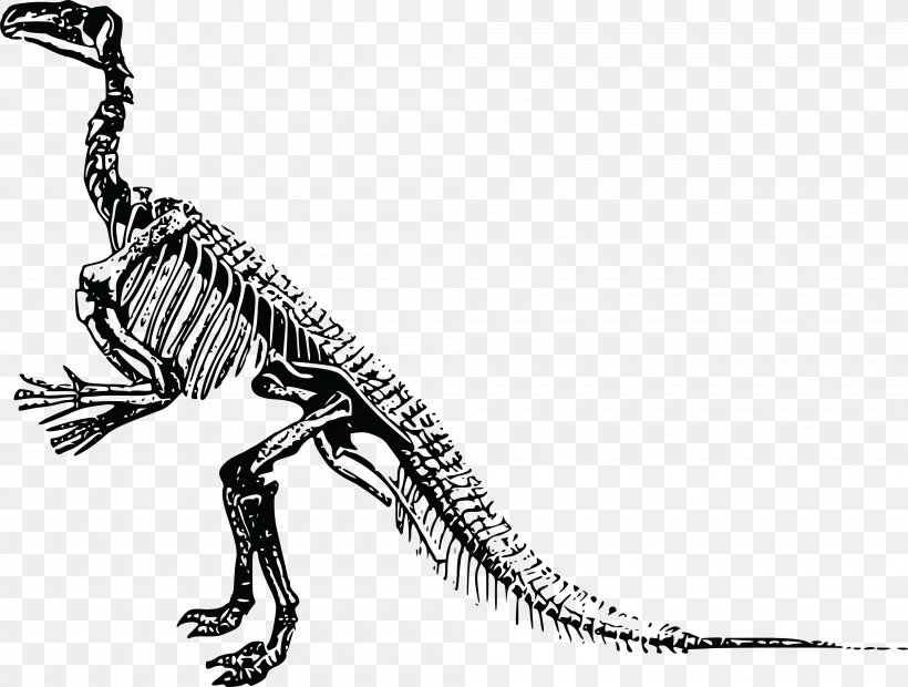 Tyrannosaurus Triceratops Stegosaurus Dinosaur Skeleton, PNG, 4000x3027px, Tyrannosaurus, Black And White, Bone, Carnivoran, Dinosaur Download Free