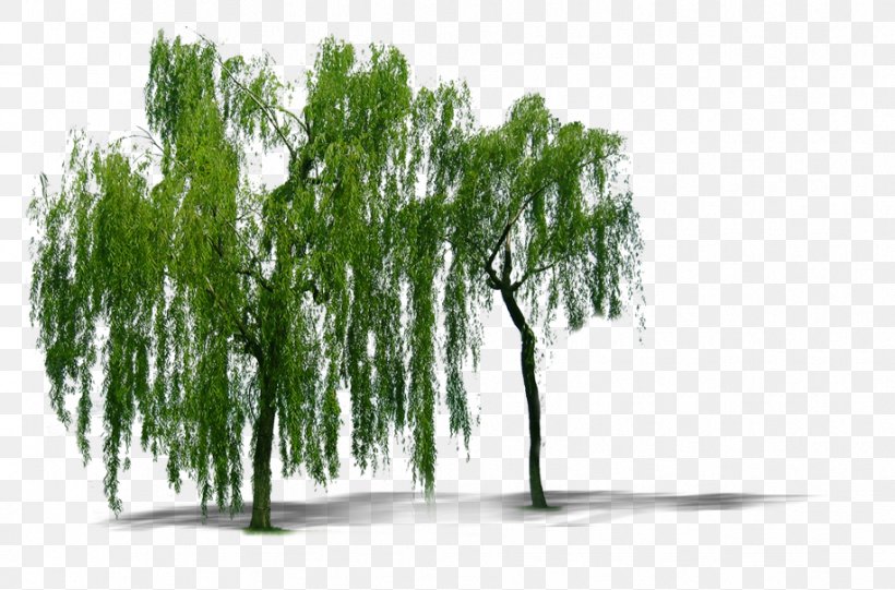 Weeping Willow Tree Computer File, PNG, 917x606px, Weeping Willow, Branch, Editing, Energy, Google Images Download Free