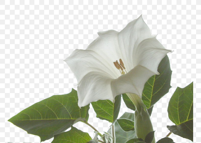 Angel's Trumpet Jimsonweed Plant Family Floral Formula, PNG, 757x584px, Jimsonweed, Datura, Daturas, Diagram, Family Download Free