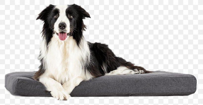 Dog Breed Border Collie Rough Collie Cat Pet, PNG, 1016x527px, Dog Breed, Animal, Bed, Border Collie, Breed Download Free