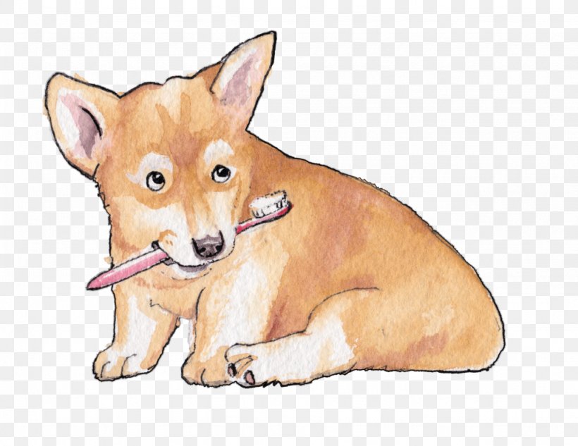 Dog Teeth Cleaning Dingo Dhole Red Fox, PNG, 1024x791px, Dog, Ancient Dog Breeds, Canaan Dog, Canine Tooth, Canis Download Free
