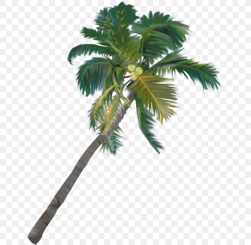 Arecaceae Plant Tree Asian Palmyra Palm Date Palm, PNG, 641x800px, Arecaceae, Arecales, Asian Palmyra Palm, Borassus, Borassus Flabellifer Download Free
