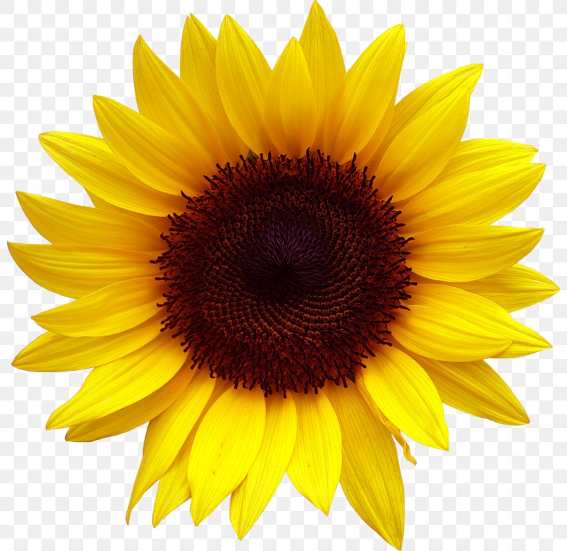 Common Sunflower Desktop Wallpaper Clip Art, PNG, 800x798px, Common Sunflower, Asterales, Daisy Family, Flower, Flowering Plant Download Free