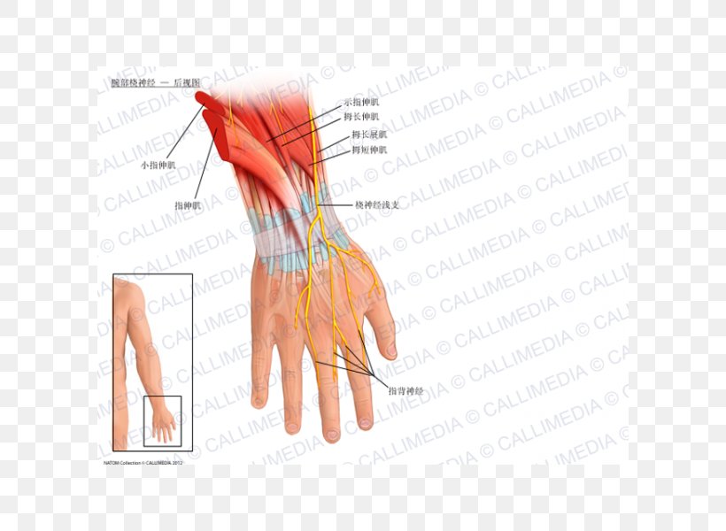 Radial Nerve Wrist Anatomy Radial Artery, PNG, 600x600px, Watercolor, Cartoon, Flower, Frame, Heart Download Free