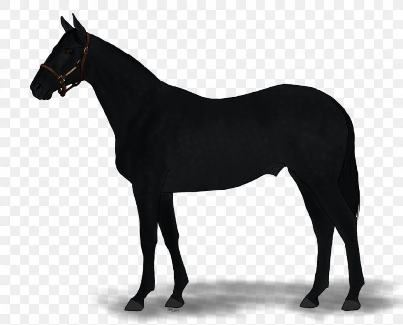 Australian Stock Horse Thoroughbred American Quarter Horse Anglo-Arabian, PNG, 994x803px, Australian Stock Horse, American Quarter Horse, Angloarabian, Animal, Breed Download Free