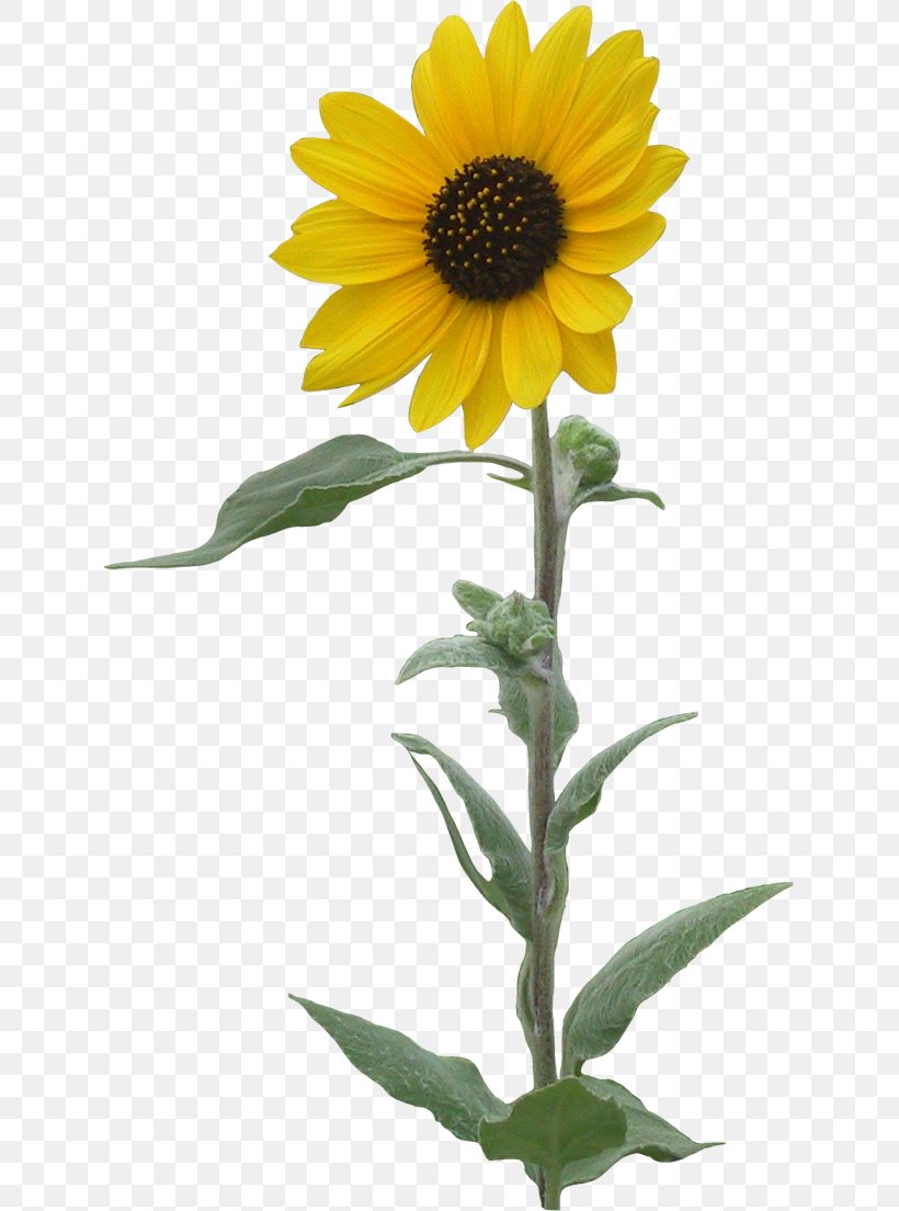 Common Sunflower Clip Art, PNG, 629x1104px, Common Sunflower, Animation, Daisy Family, Flower, Flowering Plant Download Free