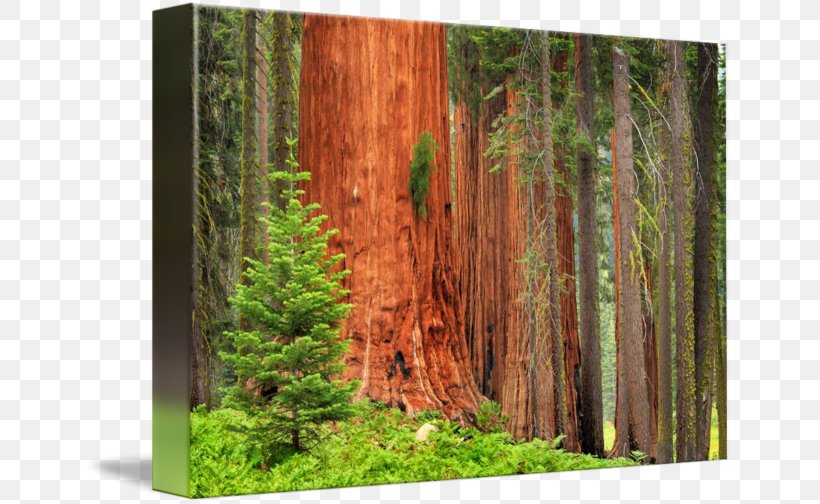 Sequoia National Park Grizzly Giant Trunk Sequoia National Forest Giant Sequoia, PNG, 650x504px, Sequoia National Park, Art, Biome, Canvas, Canvas Print Download Free
