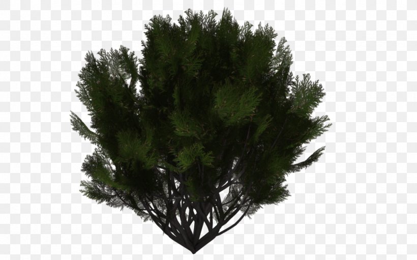 Shrub Tree Evergreen Pine, PNG, 1024x639px, Shrub, Branch, Conifer, Conifers, Evergreen Download Free
