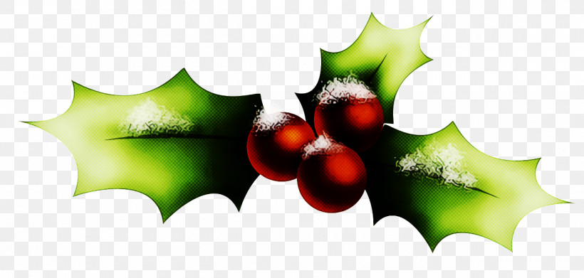 Christmas Holly Ilex Holly, PNG, 1300x620px, Christmas Holly, American Holly, Christmas, Flower, Fruit Download Free