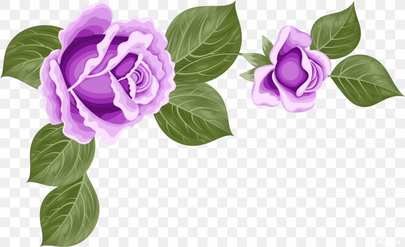 Garden Roses Cut Flowers Centifolia Roses Purple, PNG, 1474x900px, Garden Roses, Centifolia Roses, Cut Flowers, Flower, Flowering Plant Download Free