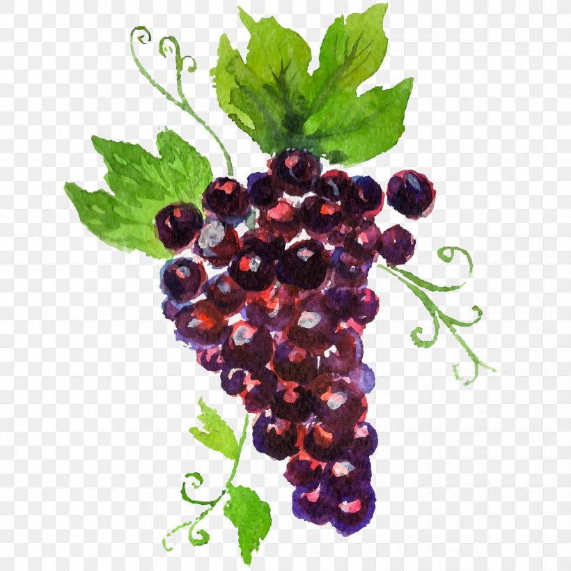 Grape Auglis Watercolor Painting, PNG, 1250x1250px, Grape, Aedmaasikas, Auglis, Berry, Blackberry Download Free
