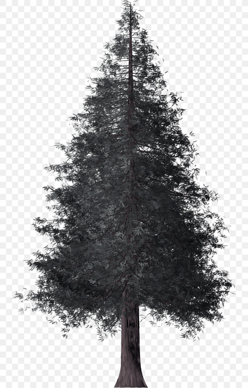 Tree Shortleaf Black Spruce Balsam Fir White Pine Yellow Fir, PNG, 742x1280px, Tree, Balsam Fir, Lodgepole Pine, Oregon Pine, Red Pine Download Free