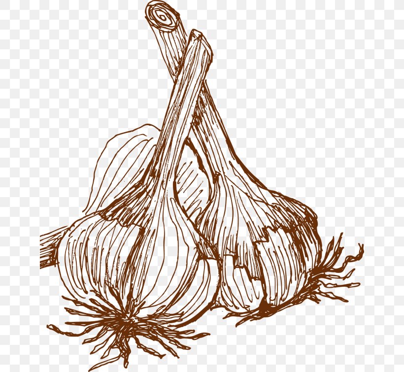 Vegetable Garlic Adobe Illustrator, PNG, 658x755px, Vegetable, Drawing, Food, Garlic, Plant Download Free
