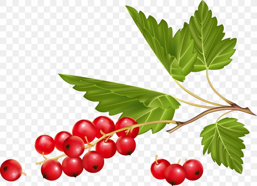 White Currant Redcurrant Ribes Aureum Berry Blackcurrant, PNG, 1500x1085px, White Currant, Berry, Blackcurrant, Cranberry, Currant Download Free