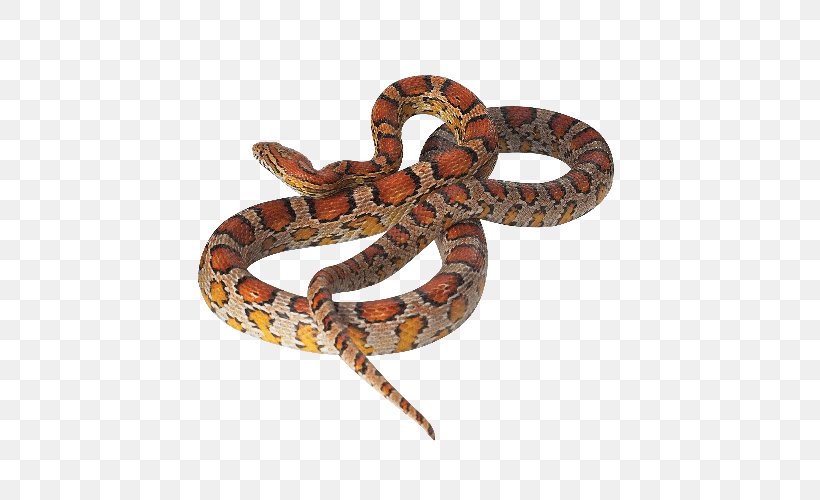 Boa Constrictor Corn Snake Reptile Kingsnakes, PNG, 500x500px, Boa Constrictor, Ball Python, Boas, Colubridae, Corn Snake Download Free