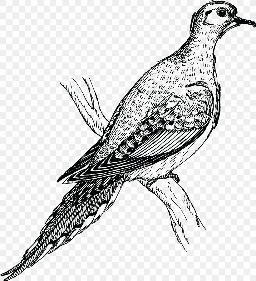 Clip Art Bird Mourning Dove European Turtle Dove Rock Dove, PNG, 4000x4392px, Bird, Artwork, Beak, Black And White, Cuculiformes Download Free