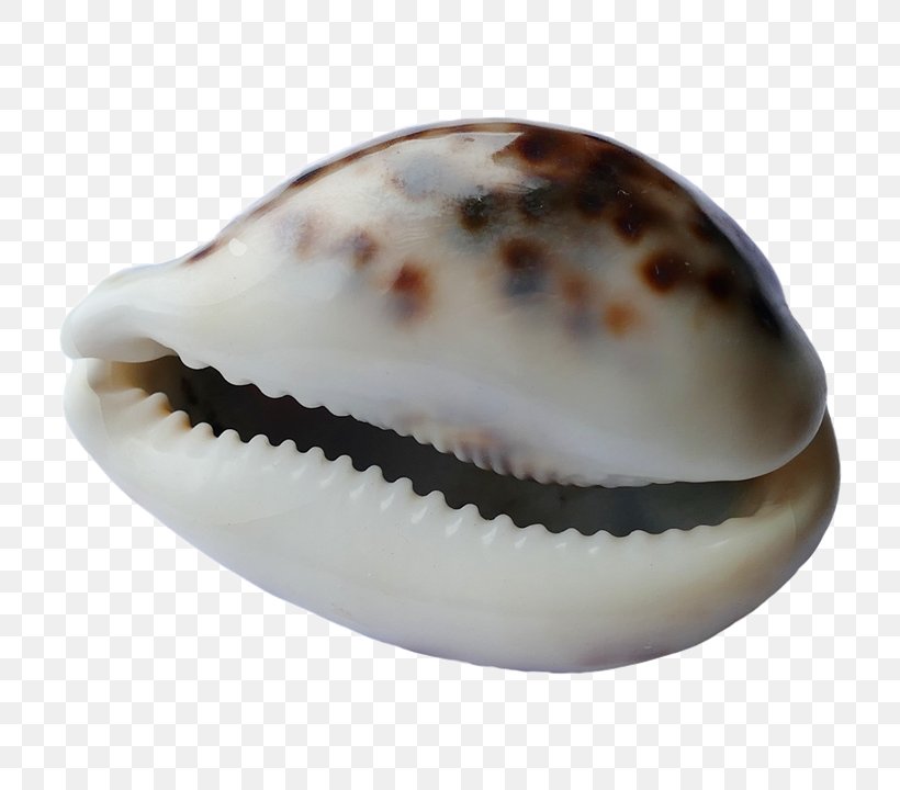 Cockle Spiaggia Del Conte Seashell Conchology, PNG, 720x720px, Cockle, Beach, Bivalvia, Clam, Clams Oysters Mussels And Scallops Download Free