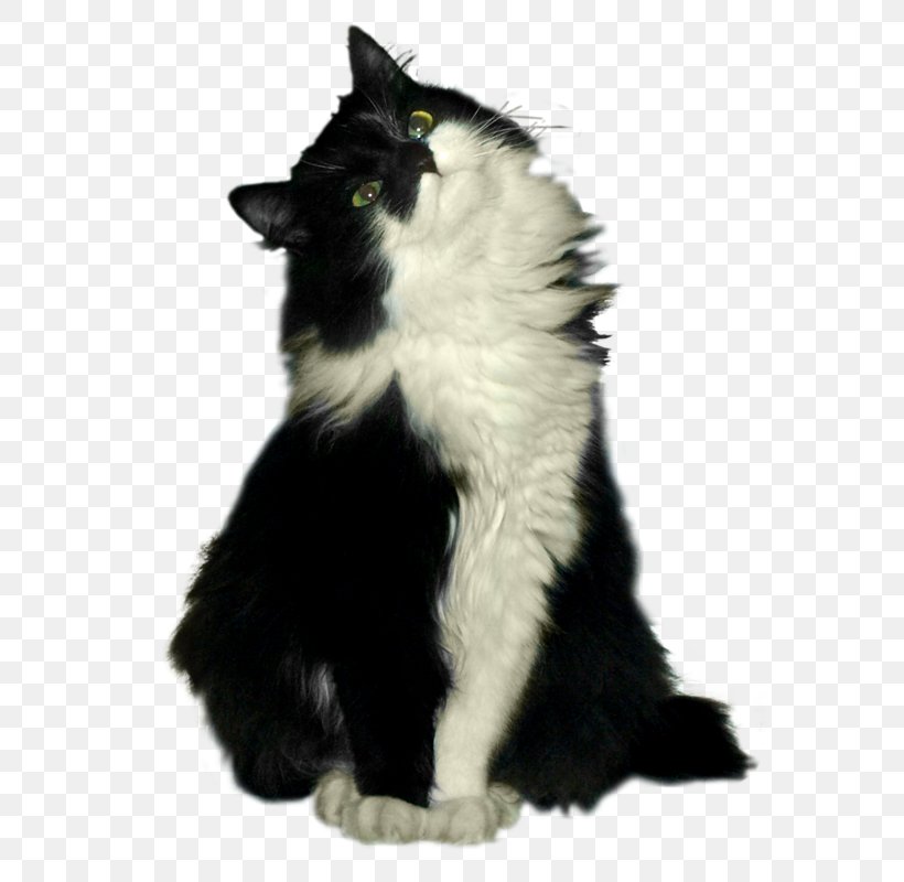 Norwegian Forest Cat Whiskers Cheshire Cat Black Cat, PNG, 571x800px, Norwegian Forest Cat, Alice In Wonderland, Black And White, Black Cat, Carnivoran Download Free