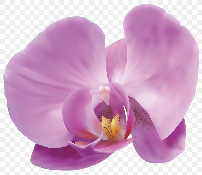Popular Orchids Flower Clip Art, PNG, 2981x2594px, Orchids, Dendrobium, Flower, Flowering Plant, Lilac Download Free