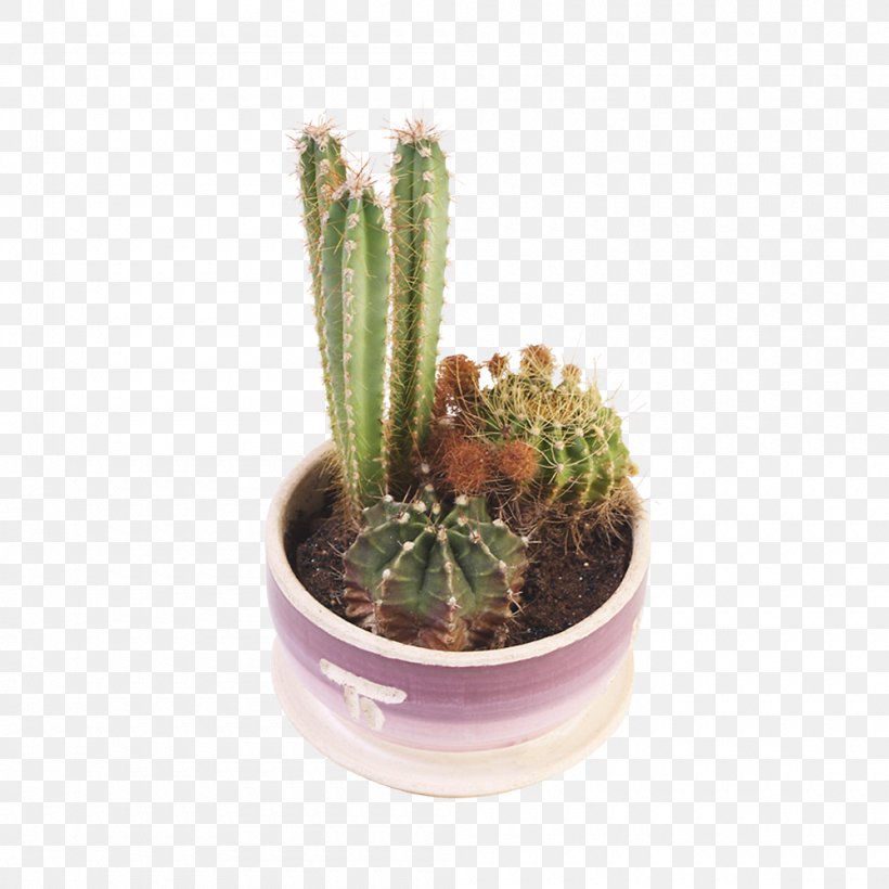 Cactaceae Succulent Plant Flowerpot Stenocereus Thurberi, PNG, 1000x1000px, Cactaceae, Cactus, Cactus Garden, Caryophyllales, Desert Download Free