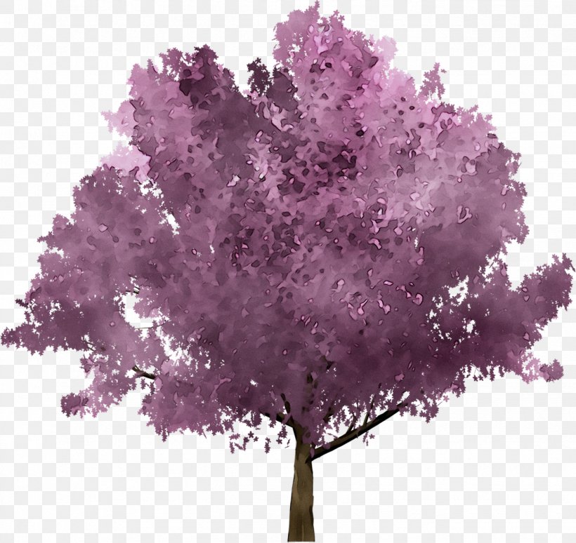 Cherry Blossom Image Stock.xchng Photograph Drawing, PNG, 1328x1254px, Cherry Blossom, Animation, Blossom, Cherries, Drawing Download Free