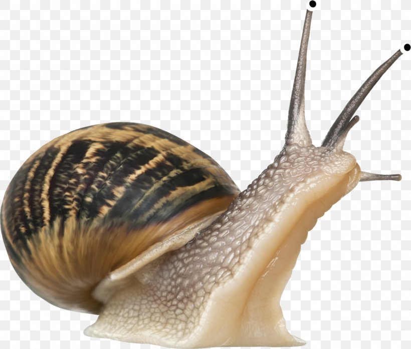 Emerald Green Snail Gastropods Seashell, PNG, 1280x1088px, Snail, Botanical Illustration, Burgundy Snail, Conchology, Emerald Green Snail Download Free