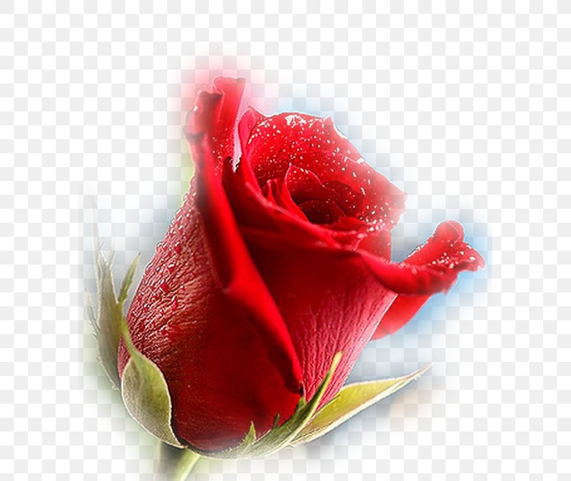 Garden Roses Love, PNG, 595x691px, Garden Roses, Animation, Bud, China Rose, Close Up Download Free