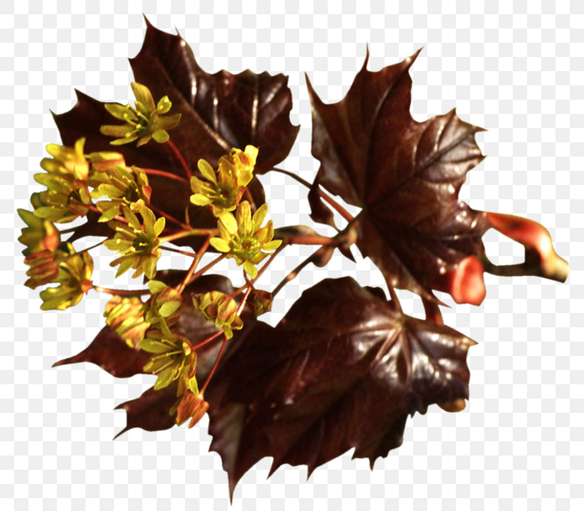 Maple Leaf, PNG, 800x718px, Leaf, Autumn, Beech, Black Maple, Deciduous Download Free