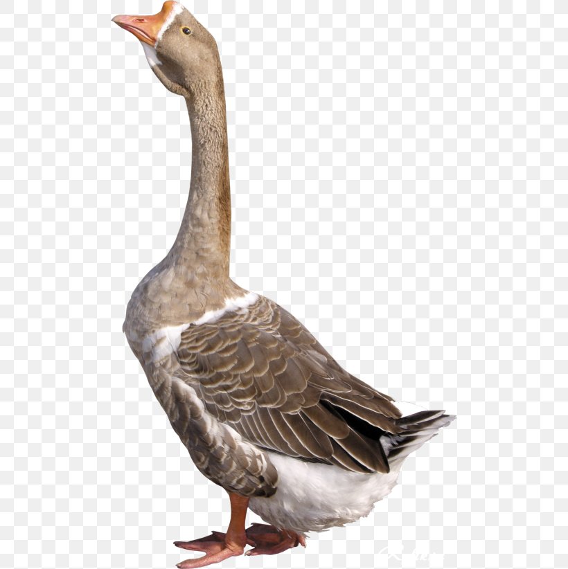 Greylag Goose Image File Formats, PNG, 500x822px, Goose, Beak, Bird, Domestic Goose, Duck Download Free