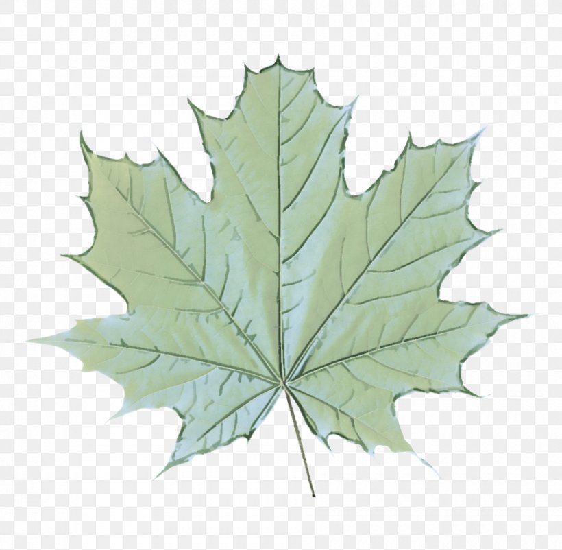 Maple Leaf, PNG, 900x881px, Leaf, Black Maple, Flowering Plant, Maple Leaf, Plane Download Free