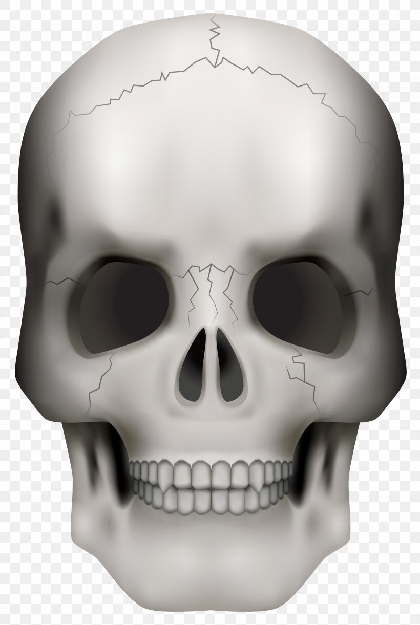 Skull Skeleton Clip Art, PNG, 4273x6363px, Skull, Bone, Drawing, Face, Head Download Free