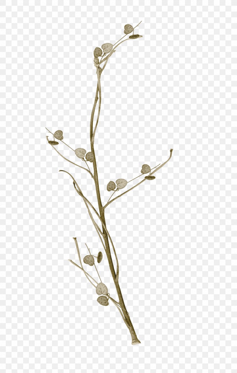 Twig Plant Stem, PNG, 1597x2519px, Twig, Branch, Flora, Plant, Plant Stem Download Free