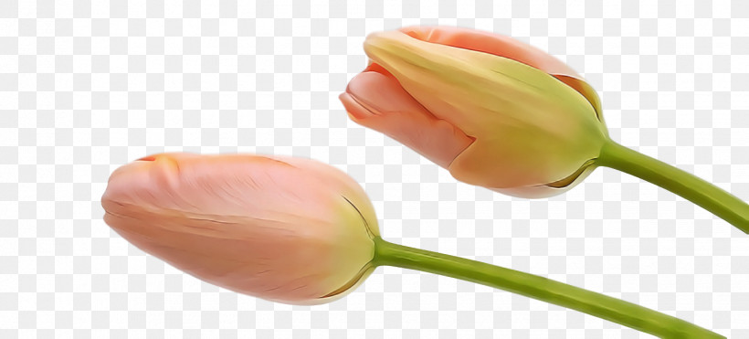 Spring Flower Spring Floral Flowers, PNG, 1442x654px, Spring Flower, Bud, Flower, Flowers, Food Download Free