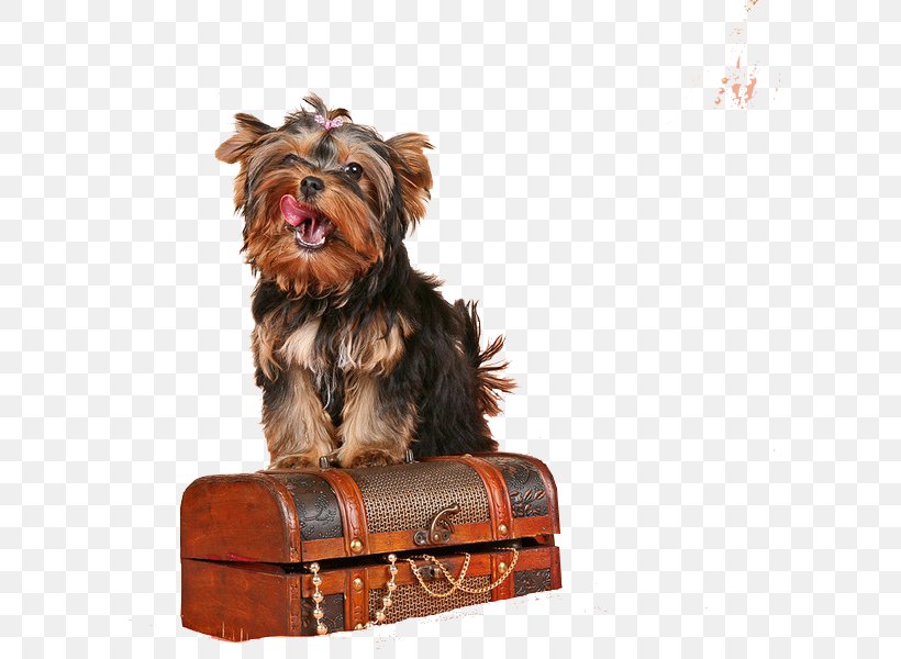 Yorkshire Terrier Puppy Companion Dog Dog Breed, PNG, 600x600px, Yorkshire Terrier, Bed, Breed, Carnivoran, Companion Dog Download Free