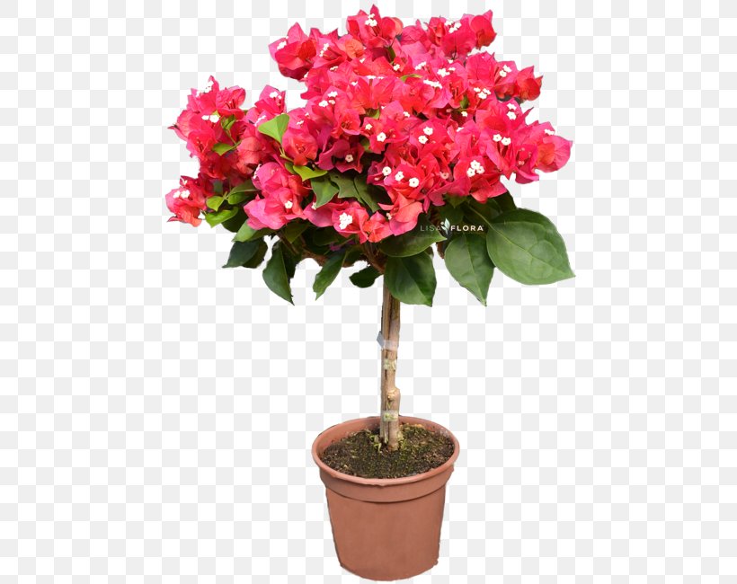 Azalea Flowerpot Houseplant Shrub IPhone XR, PNG, 590x650px, Azalea, Annual Plant, Cut Flowers, Flower, Flowering Plant Download Free