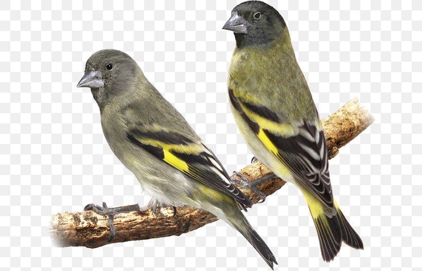 Bird Cartoon, PNG, 640x527px, Finches, American Goldfinch, Atlantic Canary, Beak, Bird Download Free