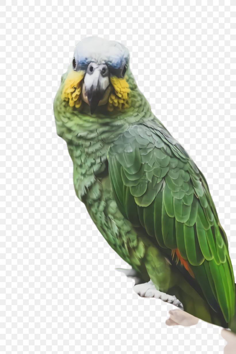 Colorful Background, PNG, 1632x2448px, Parrot, Animal, Beak, Bird, Budgerigar Download Free