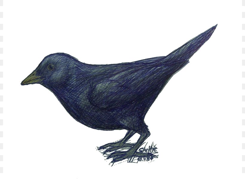 American Crow Rook Common Raven Fauna Beak, PNG, 800x600px, American Crow, Beak, Bird, Common Raven, Crow Download Free