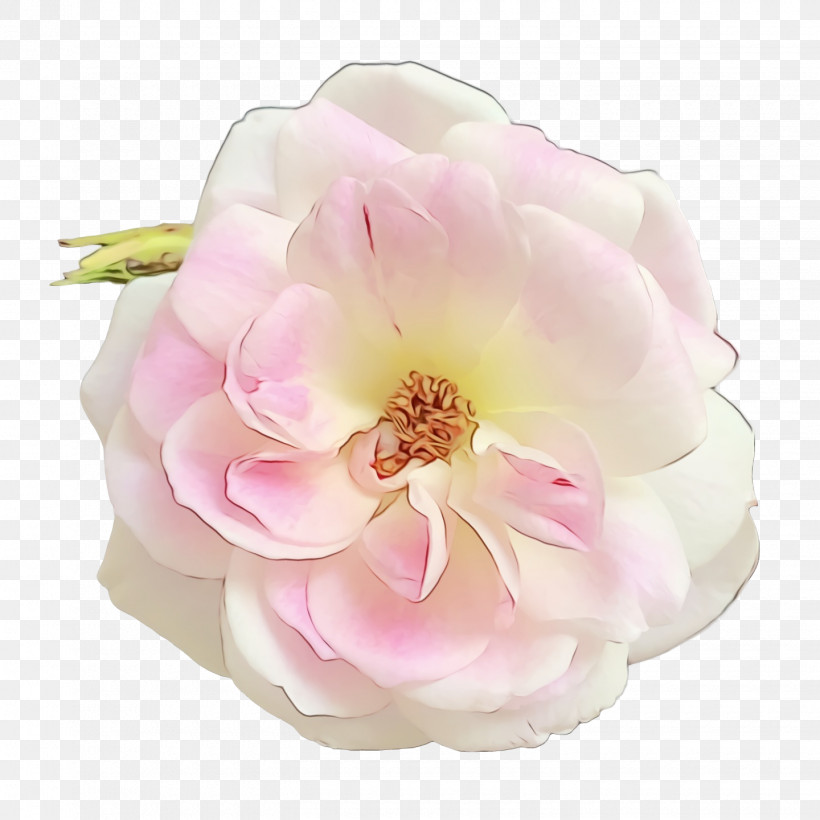 Garden Roses, PNG, 1440x1440px, Watercolor, Artificial Flower, Bouquet Of Roses And Other Flowers, Cabbage Rose, Cut Flowers Download Free