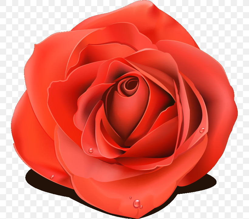 One Flower One Rose Valentines Day, PNG, 747x722px, One Flower, Artificial Flower, Camellia, China Rose, Closeup Download Free