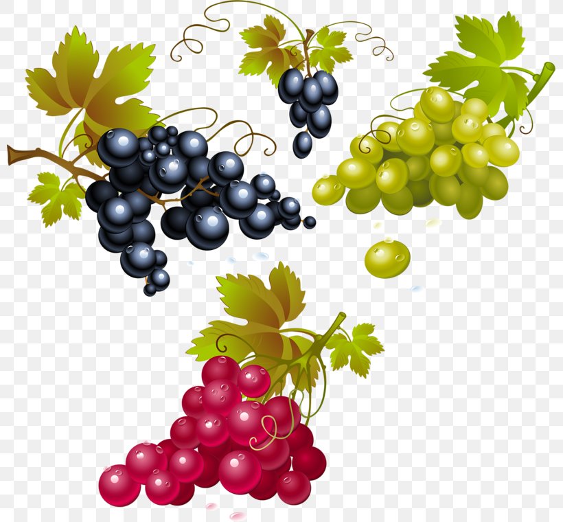 Red Wine Concord Grape Merlot White Wine, PNG, 800x760px, Wine, Berry, Common Grape Vine, Concord Grape, Currant Download Free