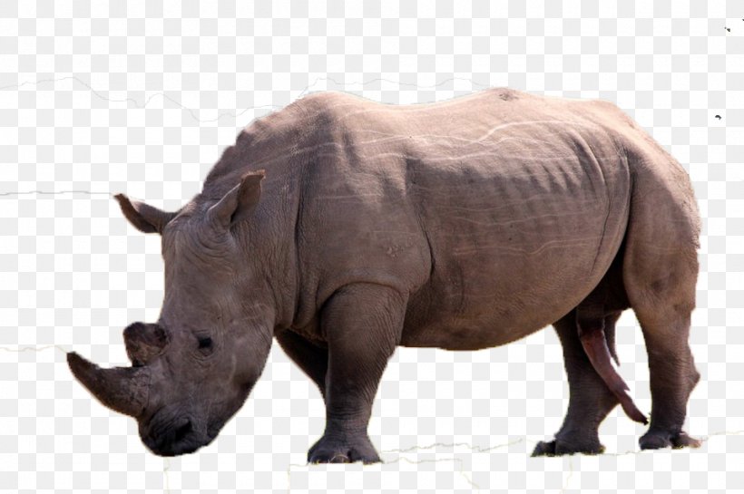 White Rhinoceros U7280u89d2 Horn, PNG, 960x639px, Rhinoceros, Animal, Extinction, Fauna, Horn Download Free